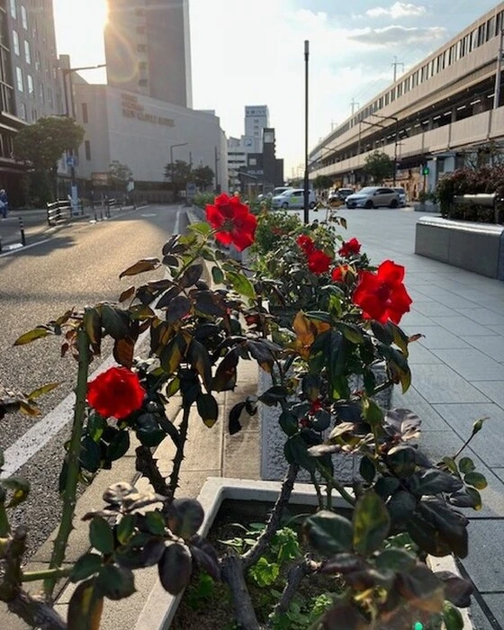 画像446