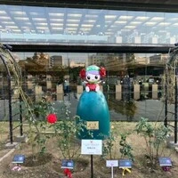 画像501