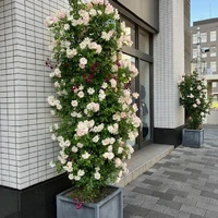 画像694